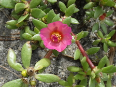 Portulaca amilis