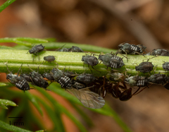 Aphis