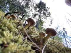 Suillus americanus