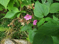 Rubus odoratus