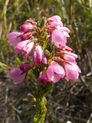 Erica elimensis