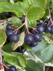 Aronia
