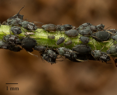 Aphis