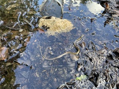 Thamnophis proximus rubrilineatus