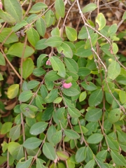 Symphoricarpos microphyllus