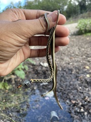 Thamnophis proximus rubrilineatus