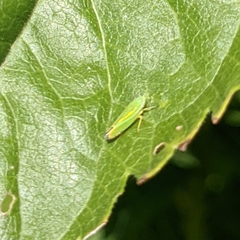 Graphocephala versuta
