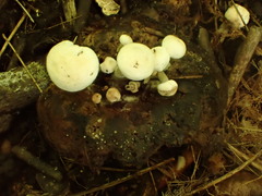 Asterophora parasitica
