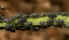 Aphis