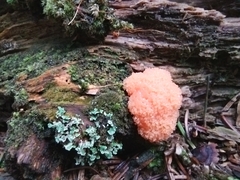 Tubifera