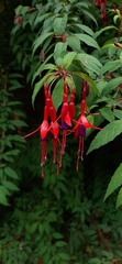 Fuchsia magellanica