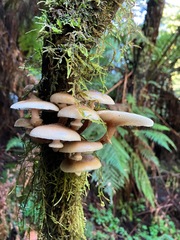 Armillaria novae-zelandiae