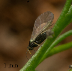 Aphis