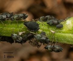 Aphis