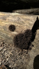 Stemonitis splendens