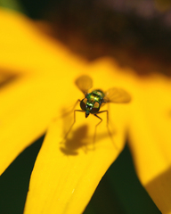 Condylostylus comatus