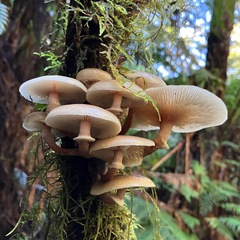 Armillaria novae-zelandiae