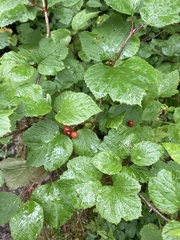 Viburnum edule