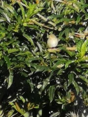Vireo flavoviridis