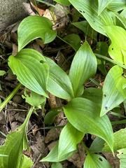 Hosta sieboldii