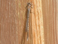 Sympecma fusca