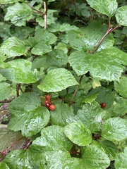 Viburnum edule