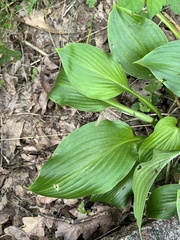 Hosta sieboldii