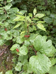 Viburnum edule