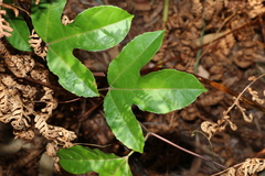 Passiflora edulis