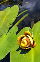 Nuphar