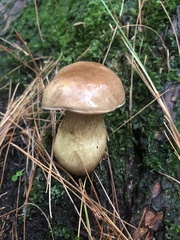 Tylopilus felleus