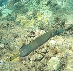Aulostomus chinensis
