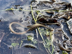 Thamnophis proximus rubrilineatus