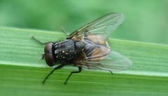 Musca autumnalis