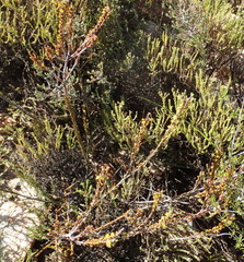 Struthiola eckloniana
