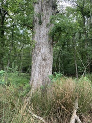 Quercus lyrata