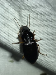 Harpalinae