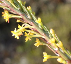 Struthiola eckloniana