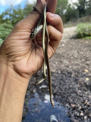 Thamnophis proximus rubrilineatus