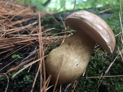Tylopilus felleus