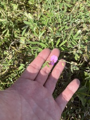 Tephrosia cinerea