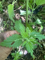 Urtica gracilis