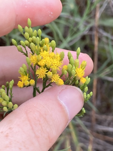 iNaturalist observation photo of western goldenrod
