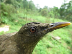 Turdus olivaceofuscus