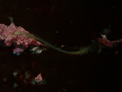 Candelabrum phrygium