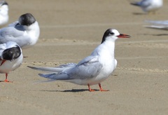 Sterna hirundinacea
