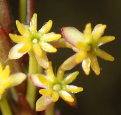 Struthiola eckloniana