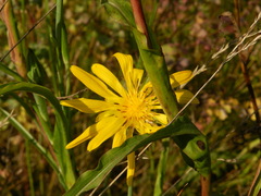 Tragopogon