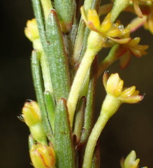 Struthiola eckloniana