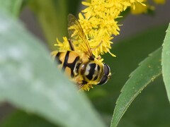 Myathropa florea
